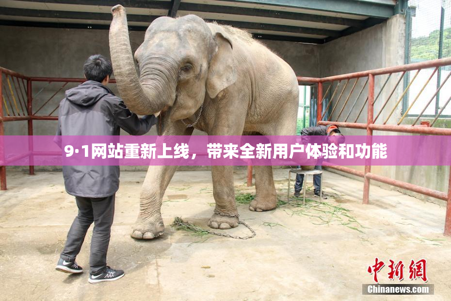 9·1网站重新上线，带来全新用户体验和功能