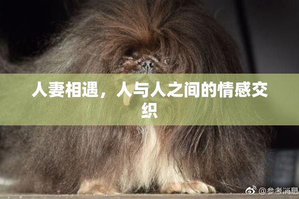 人妻相遇，人与人之间的情感交织