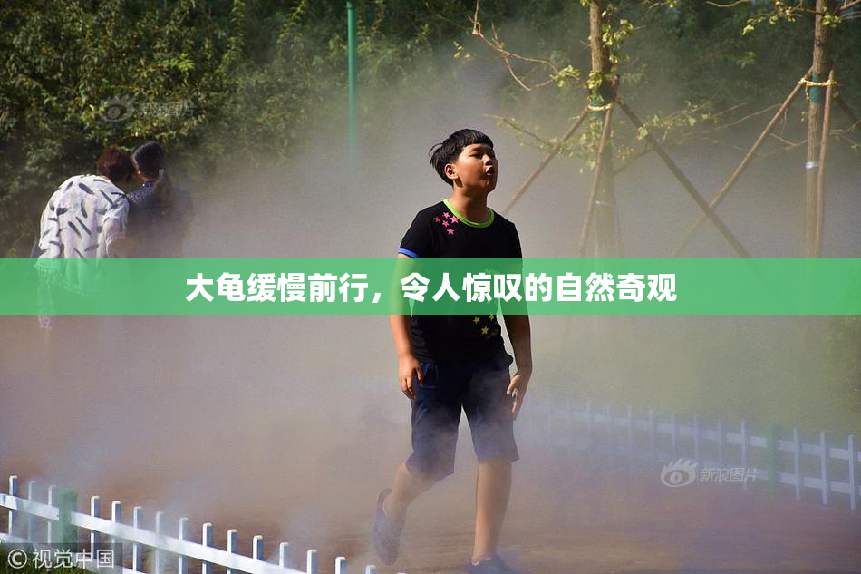 大龟缓慢前行，令人惊叹的自然奇观