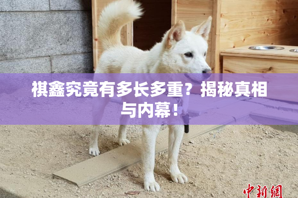 祺鑫究竟有多长多重？揭秘真相与内幕！