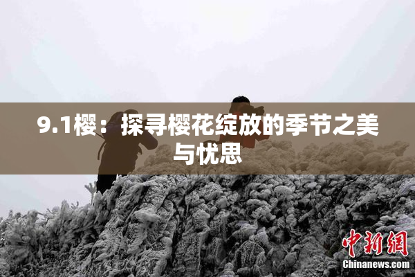 9.1樱：探寻樱花绽放的季节之美与忧思