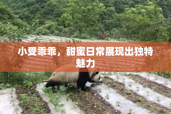 小受乖乖，甜蜜日常展现出独特魅力