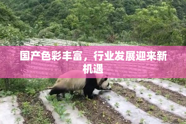 国产色彩丰富，行业发展迎来新机遇