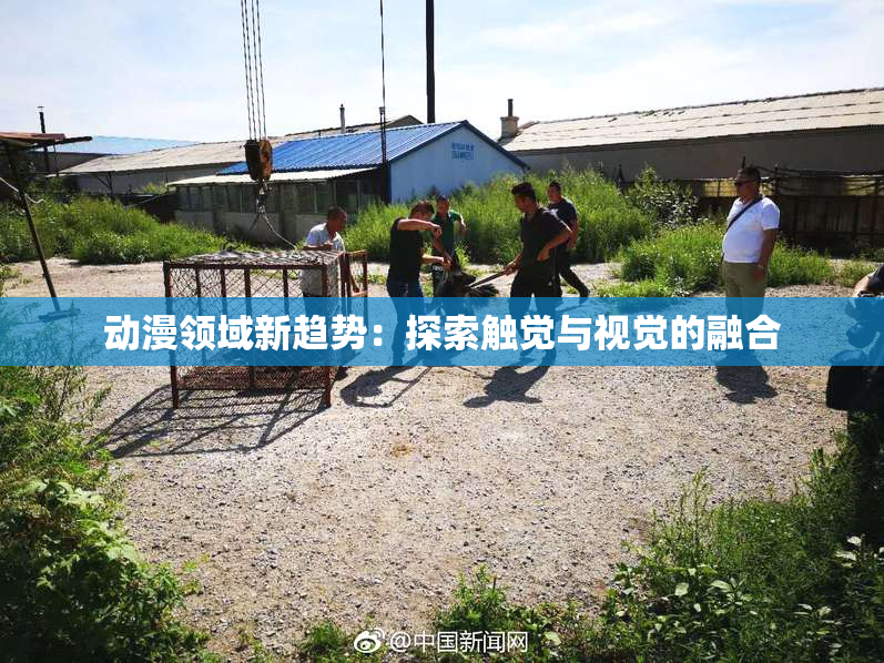动漫领域新趋势：探索触觉与视觉的融合