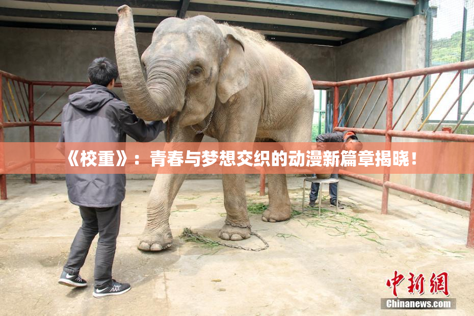 《校重》：青春与梦想交织的动漫新篇章揭晓！
