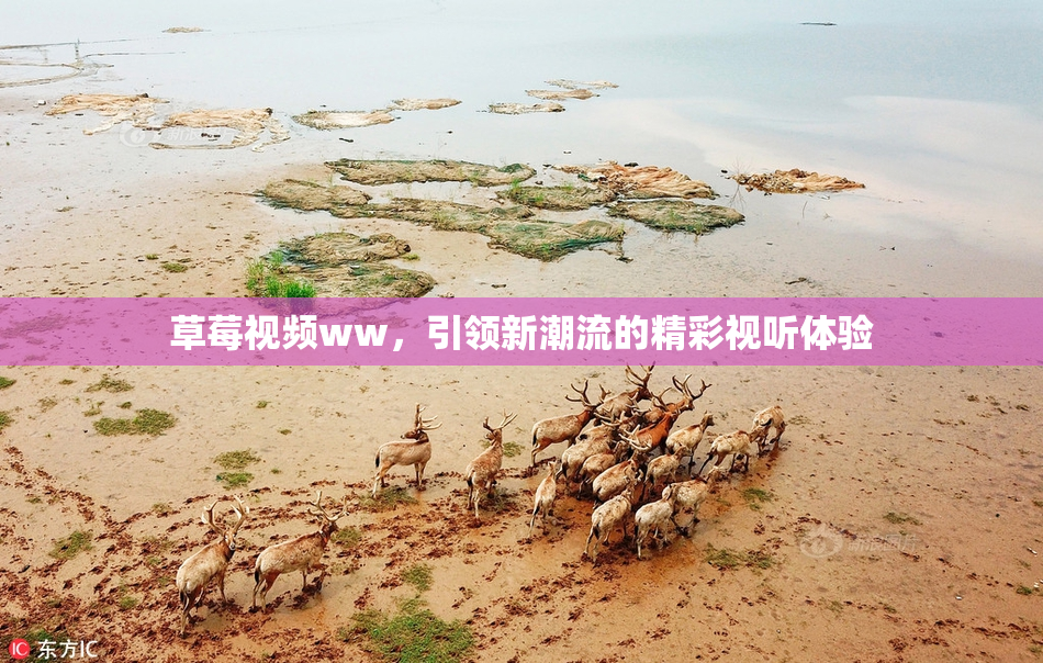 草莓视频ww，引领新潮流的精彩视听体验