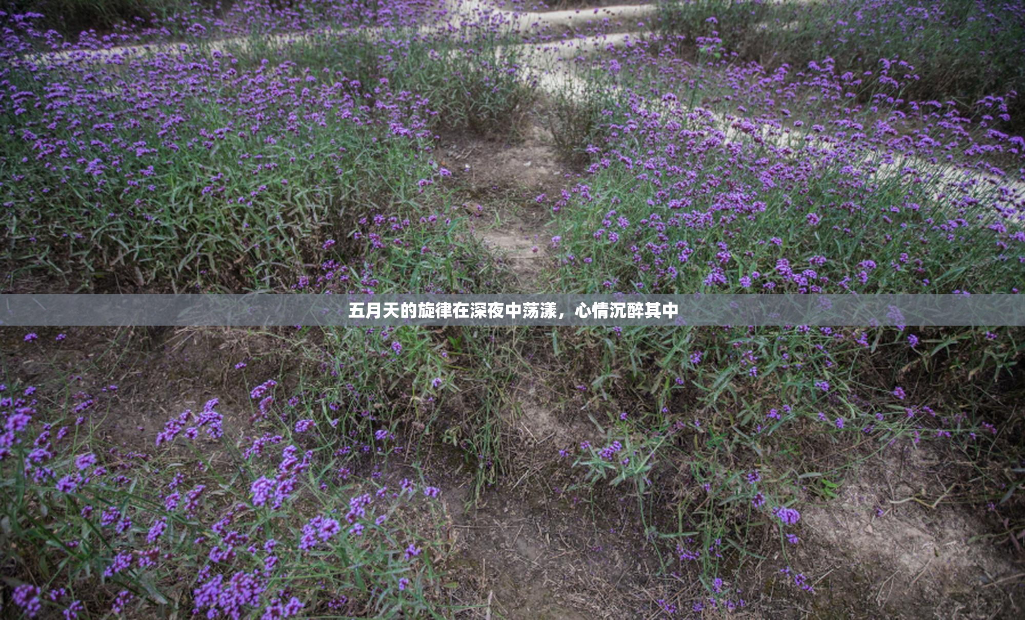 五月天的旋律在深夜中荡漾，心情沉醉其中