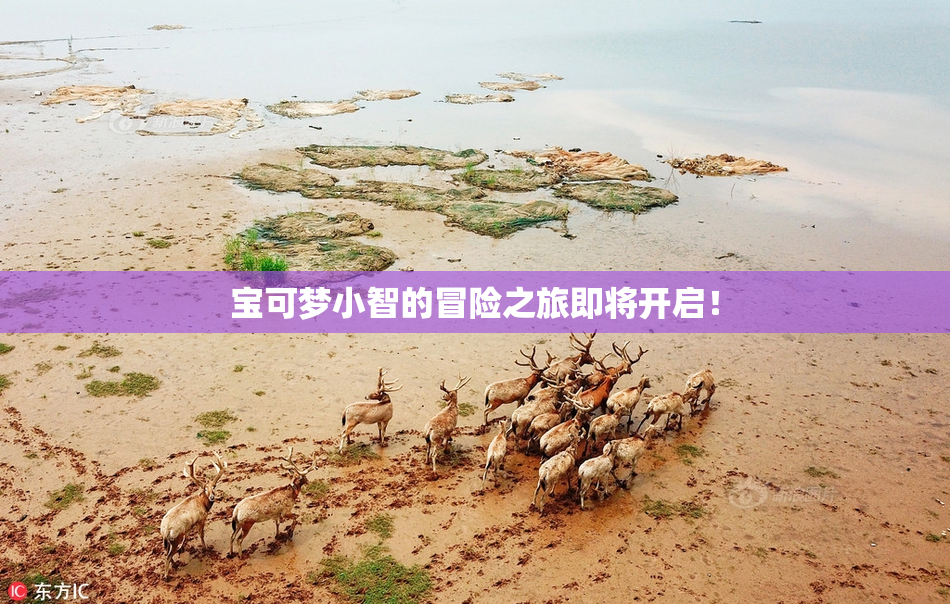 宝可梦小智的冒险之旅即将开启！