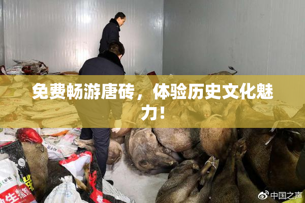 免费畅游唐砖，体验历史文化魅力！