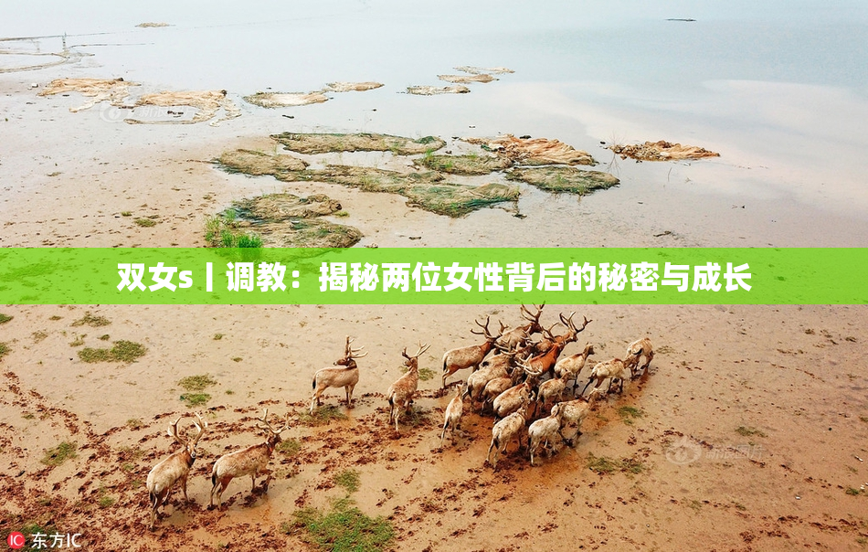 双女s丨调教：揭秘两位女性背后的秘密与成长