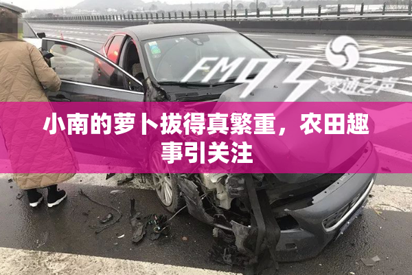 小南的萝卜拔得真繁重，农田趣事引关注