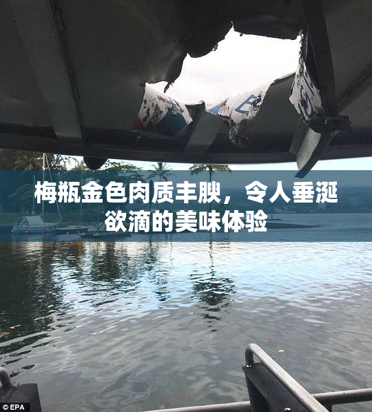 梅瓶金色肉质丰腴，令人垂涎欲滴的美味体验