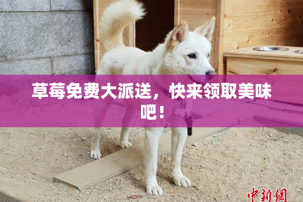 草莓免费大派送，快来领取美味吧！