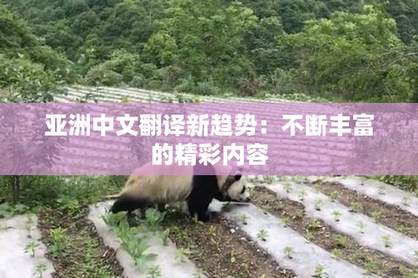 亚洲中文翻译新趋势：不断丰富的精彩内容