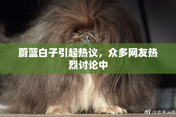 蔚蓝白子引起热议，众多网友热烈讨论中