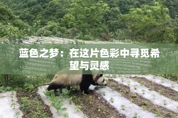 蓝色之梦：在这片色彩中寻觅希望与灵感