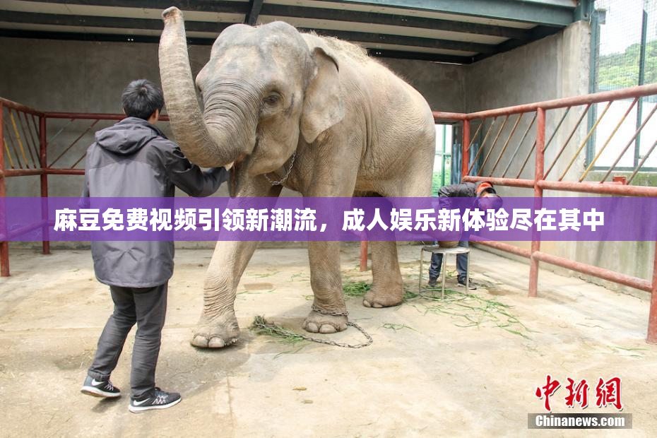 麻豆免费视频引领新潮流，成人娱乐新体验尽在其中