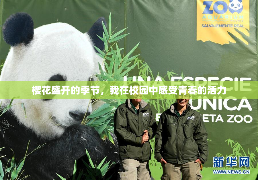 樱花盛开的季节，我在校园中感受青春的活力