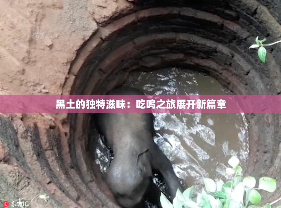 黑土的独特滋味：吃鸣之旅展开新篇章
