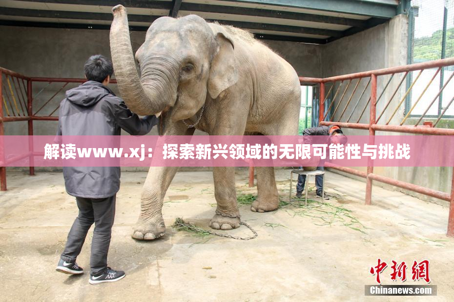 解读www.xj：探索新兴领域的无限可能性与挑战