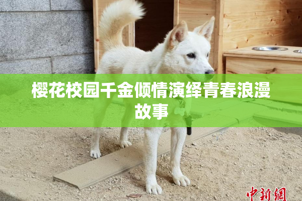 樱花校园千金倾情演绎青春浪漫故事