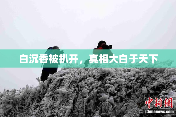 白沉香被扒开，真相大白于天下