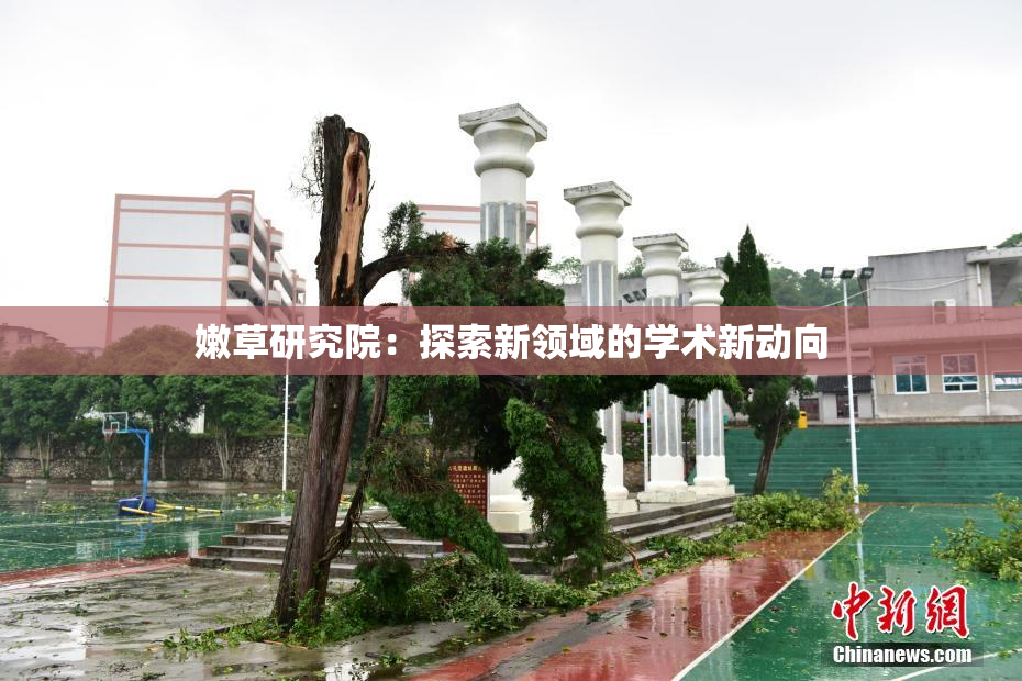嫩草研究院：探索新领域的学术新动向