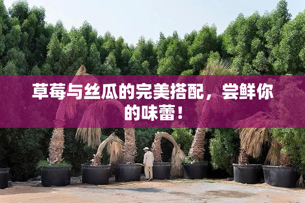 草莓与丝瓜的完美搭配，尝鲜你的味蕾！