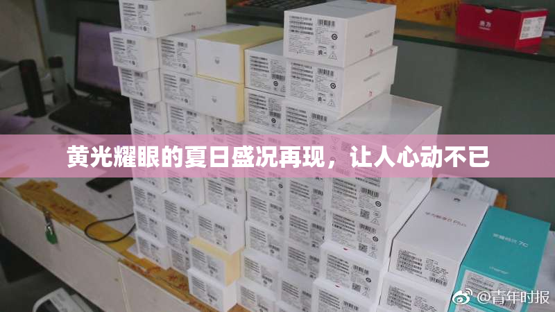 黄光耀眼的夏日盛况再现，让人心动不已