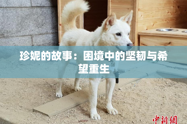 珍妮的故事：困境中的坚韧与希望重生