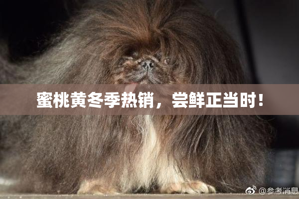 蜜桃黄冬季热销，尝鲜正当时！