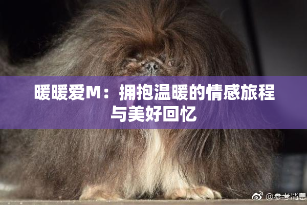 暖暖爱M：拥抱温暖的情感旅程与美好回忆