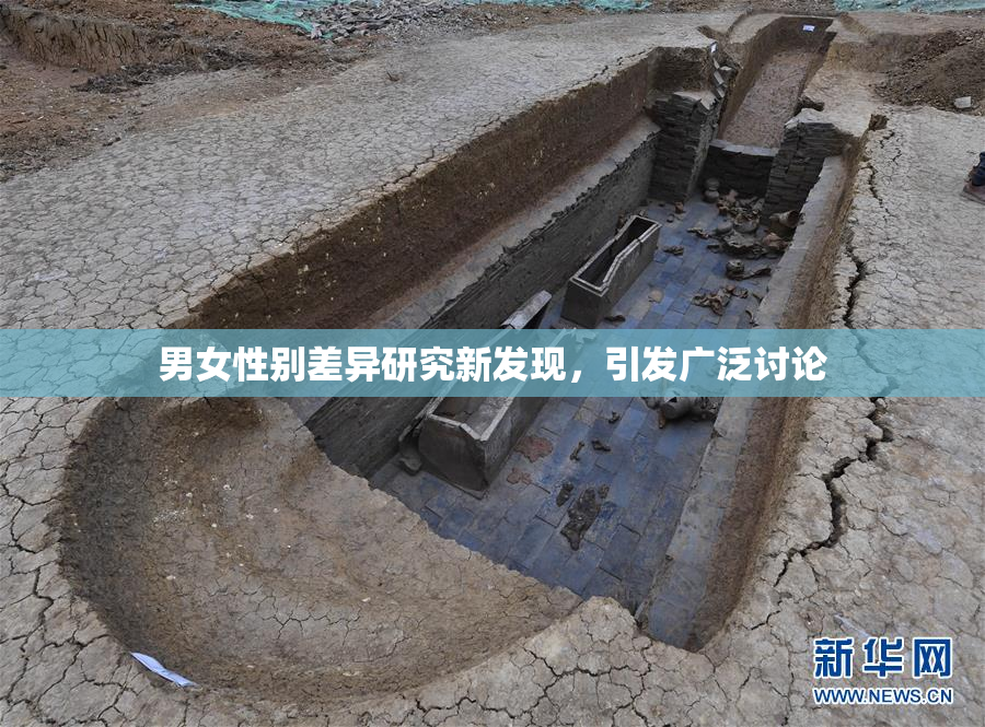 男女性别差异研究新发现，引发广泛讨论