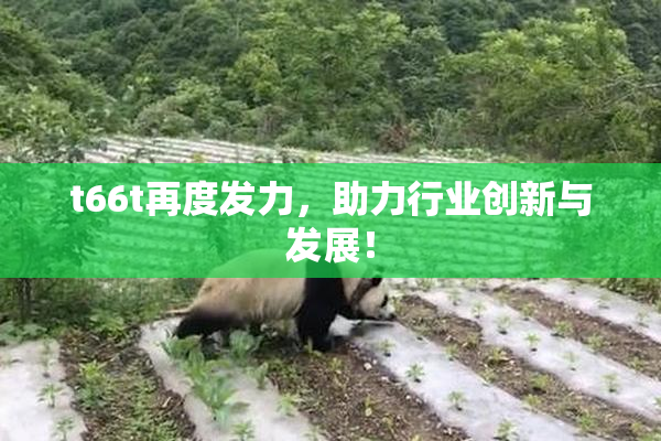 t66t再度发力，助力行业创新与发展！
