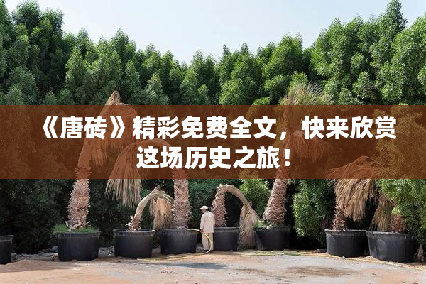 《唐砖》精彩免费全文，快来欣赏这场历史之旅！