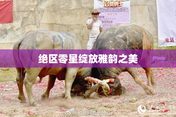 绝区零星绽放雅韵之美