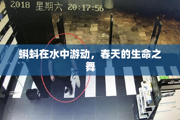 蝌蚪在水中游动，春天的生命之舞