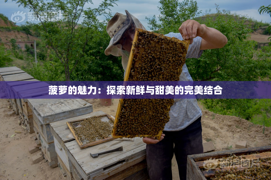菠萝的魅力：探索新鲜与甜美的完美结合