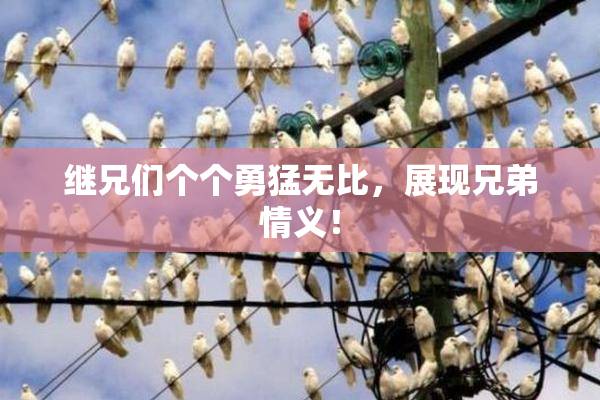 继兄们个个勇猛无比，展现兄弟情义！