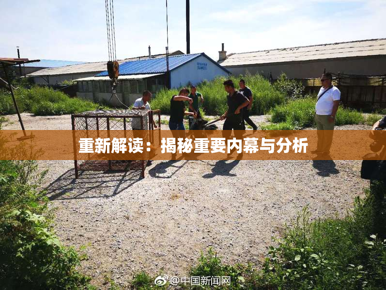 重新解读：揭秘重要内幕与分析