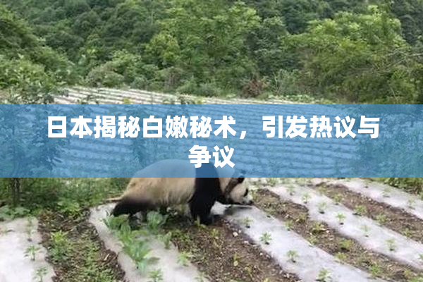 日本揭秘白嫩秘术，引发热议与争议
