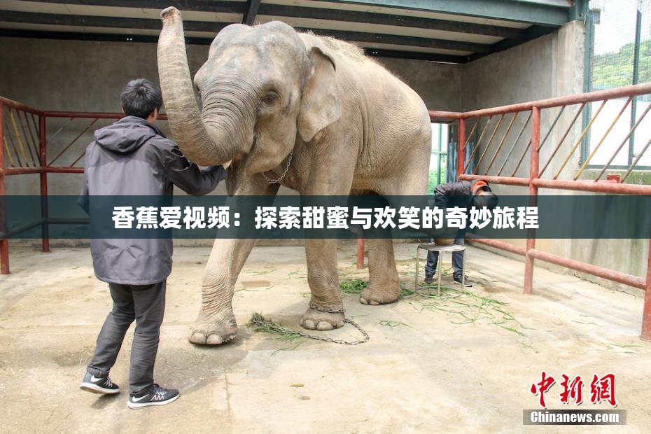 香蕉爱视频：探索甜蜜与欢笑的奇妙旅程