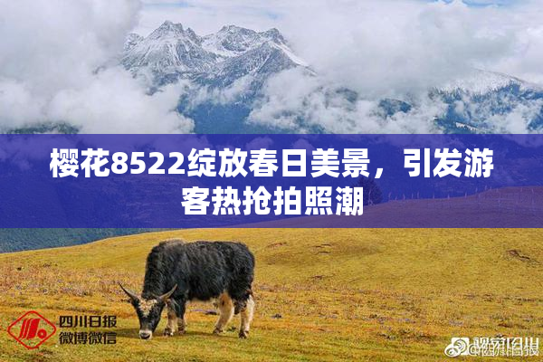 樱花8522绽放春日美景，引发游客热抢拍照潮