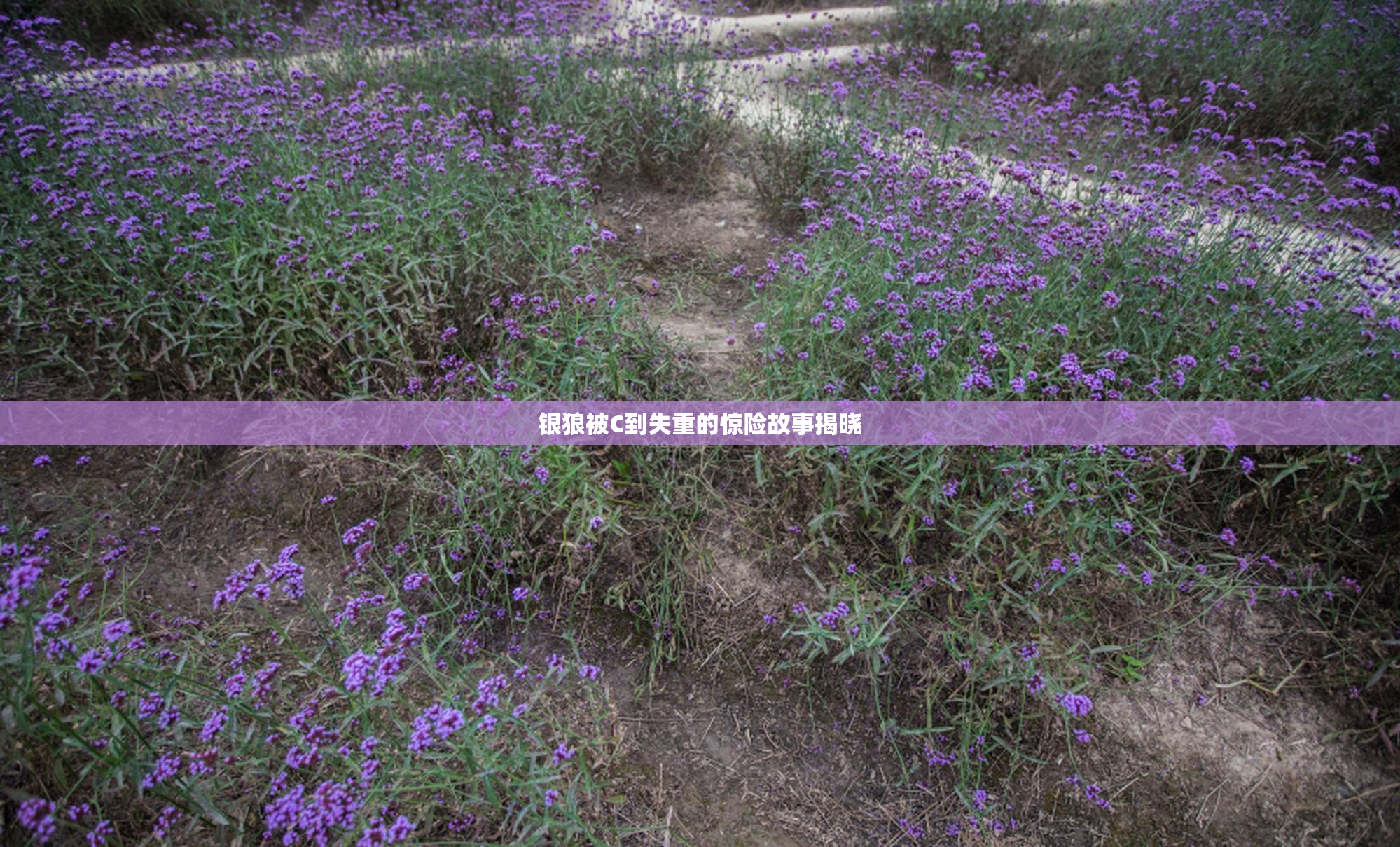 银狼被C到失重的惊险故事揭晓