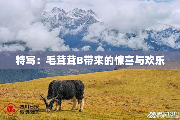 特写：毛茸茸B带来的惊喜与欢乐