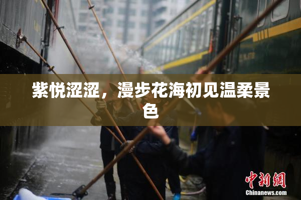 紫悦涩涩，漫步花海初见温柔景色