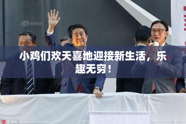 小鸡们欢天喜地迎接新生活，乐趣无穷！