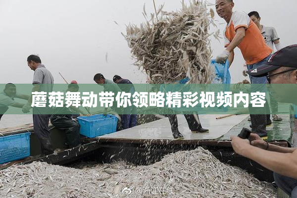 蘑菇舞动带你领略精彩视频内容