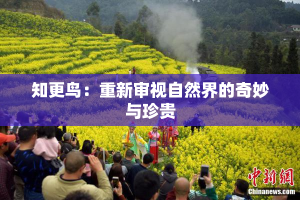 知更鸟：重新审视自然界的奇妙与珍贵