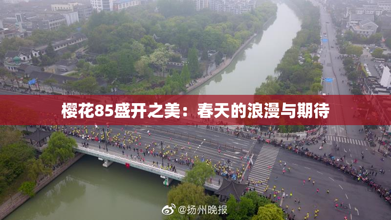 樱花85盛开之美：春天的浪漫与期待